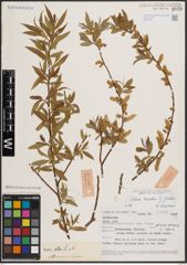 Foto von Salix excelsa S. G. Gmel.